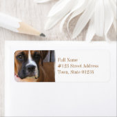 Boxer Rescue retour adres label (Insitu)