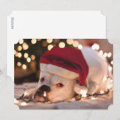 Boxer Santa Feestdagenkaart (Voorkant / Achterkant)