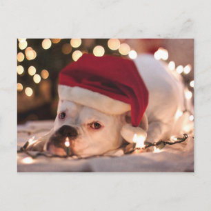 Boxer Santa Feestdagenkaart