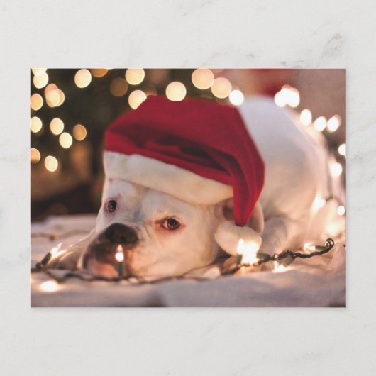 Boxer Santa Feestdagenkaart (Voorkant)
