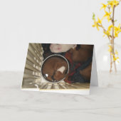 Boxer slapen in de Kaart van de verjaardag van de  (Gele Bloem)