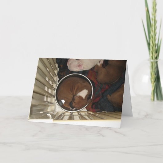 Boxer slapen in de Kaart van de verjaardag van de  (Voorkant)