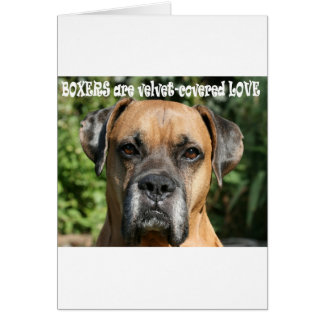 Boxer:  Velvet-cover Love