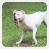 Boxer Vierkante Sticker (Voorkant)