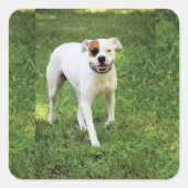 Boxer Vierkante Sticker (Voorkant)