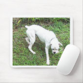 Boxer White Puppy vol Muismat (Met muis)