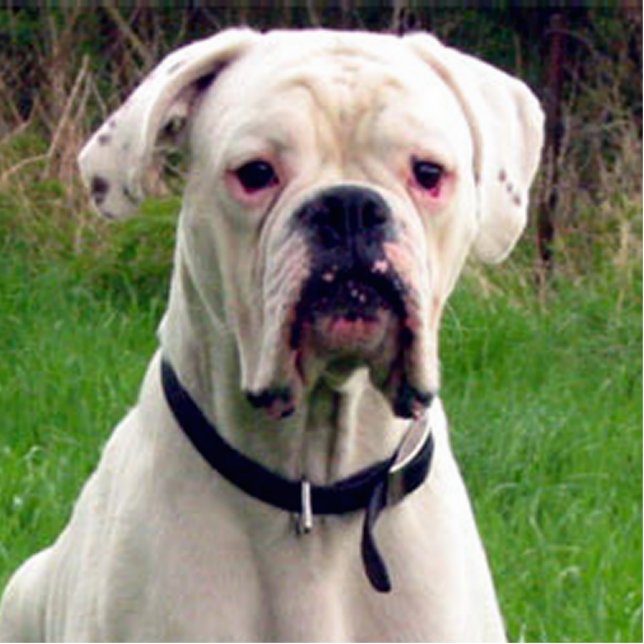 Boxer wit fotobeeldje sleutelhanger (Voorkant)