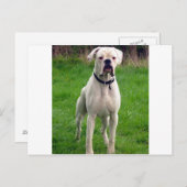 Boxer wit vol briefkaart (Voorkant / Achterkant)