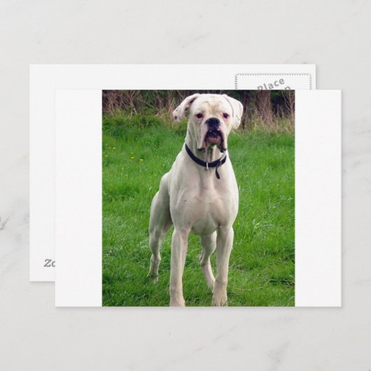 Boxer wit vol briefkaart (Voorkant / Achterkant)