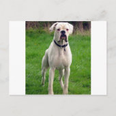 Boxer wit vol briefkaart (Voorkant)