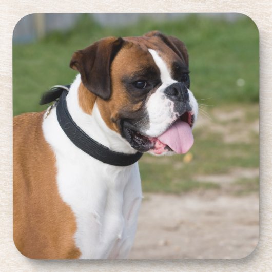Boxerhond Foto Harde Plastic Onderzetters (Voorkant)