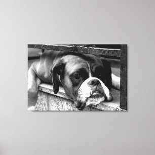 Boxerhond op vensterbank 36x24 (90x60cm) waccnm canvas afdruk