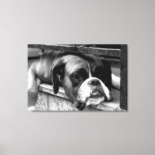 Boxerhond op vensterbank 36x24 (90x60cm) waccnm canvas afdruk (Voorkant)
