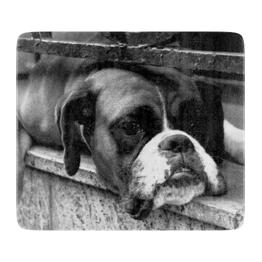 Boxerhond op vensterbank cbcna snijplank (Voorkant)