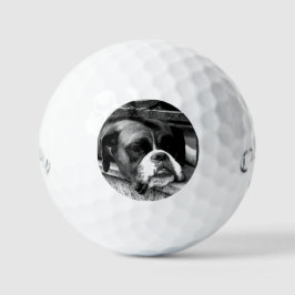 Boxerhond op vensterbank css gbcna golfballen
