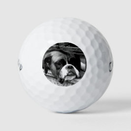 Boxerhond op vensterbank cwb gbcnm golfballen