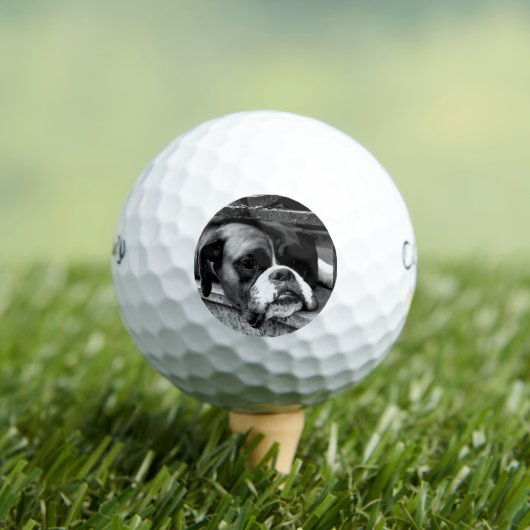 Boxerhond op vensterbank cwb gbcnm golfballen (Insitu Shirt)