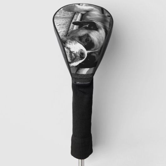 Boxerhond op vensterbank DCCNA Golfheadcover (Voorkant)