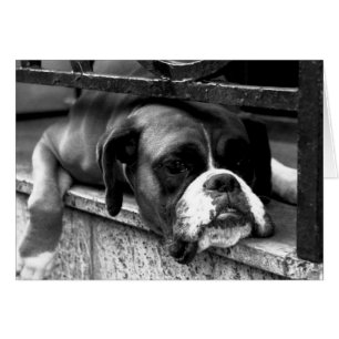 Boxerhond op vensterbank GCCNM