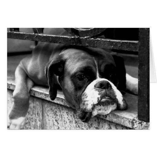 Boxerhond op vensterbank GCCNM (Voorkant Horizontaal)