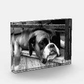 Boxerhond op vensterbank PBCNA Fotoblokken (Links)
