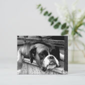 Boxerhond op vensterbank PCNM Briefkaart (Staand voorkant)
