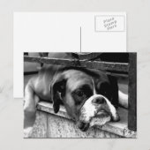 Boxerhond op vensterbank PCNM Briefkaart (Voorkant / Achterkant)