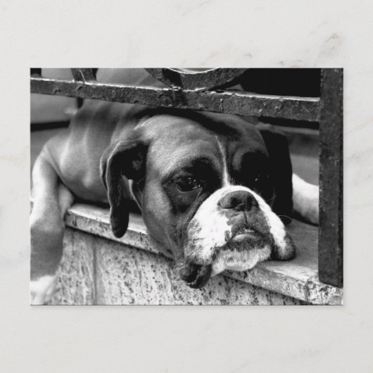 Boxerhond op vensterbank PCNM Briefkaart (Voorkant)
