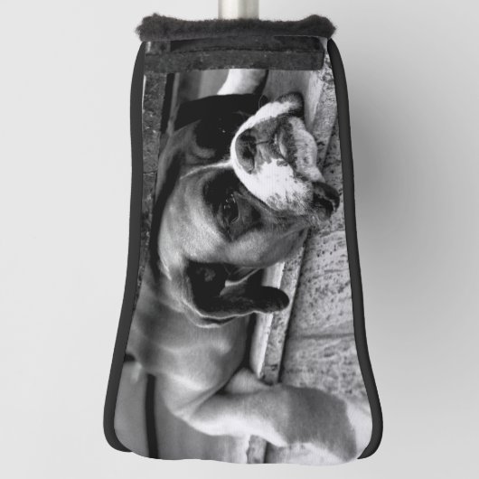 Boxerhond op vensterbank PCNM Golfheadcover (Draai 90)