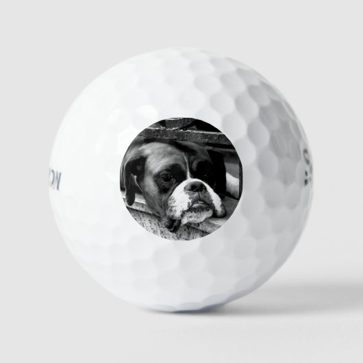 Boxerhond op vensterbank SSF GBCNA Golfballen (Voorkant)
