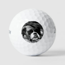Boxerhond op vensterbank SSF GBCNM Golfballen