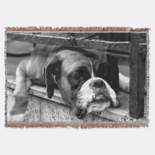 Boxerhond op vensterbank TBCNM Deken (Voorkant)