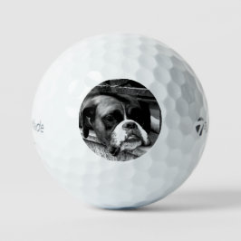 Boxerhond Op Vensterbank tmtp5 gbcna Golfballen