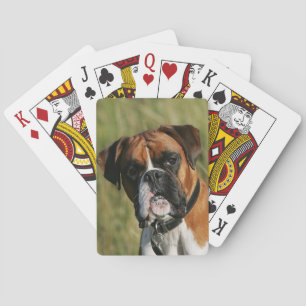 Boxerhond staart naar camera speelkaarten