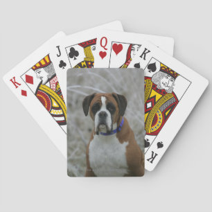 Boxerhond zittend in de rijp speelkaarten