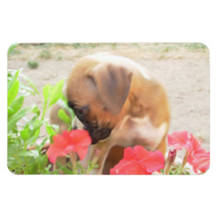 Boxerpuppy 4x6 fotomagneet magneet