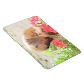 Boxerpuppy 4x6 fotomagneet magneet (Rechterzijde)