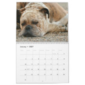 Boxers Dogs 2020 Kalender (Jan 2027)