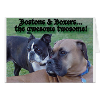 Boxers en Bostons