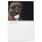 Boxers Honden Kalender 2025 (Feb 2027)