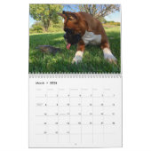 Boxers willen gewoon een un-agenda voor 2017 hebbe kalender (Mar 2026)