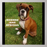BOXERS ZIJN SPECIALE posters