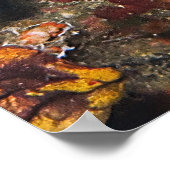 Boxfish Belly Poster (Hoek)