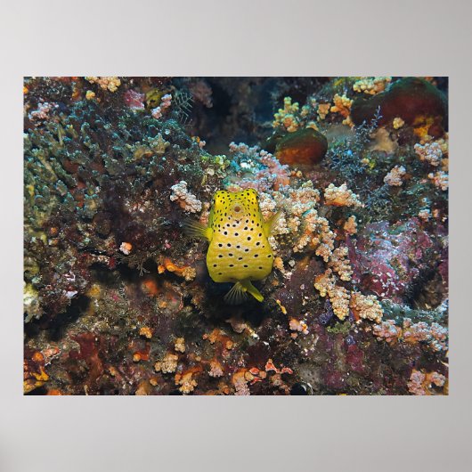 Boxfish Belly Poster (Voorkant)