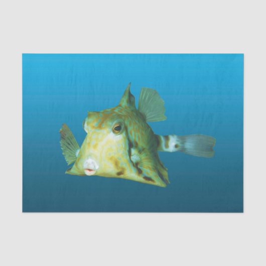 Boxfish Close-up! Verloopblauwe achtergrond | Tissuepapier (Voorkant)