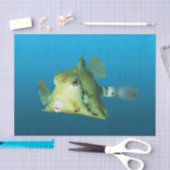Boxfish Close-up! Verloopblauwe achtergrond | Tissuepapier (Craft)