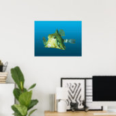 Boxfish Close-up! Verlopend blauwe achtergrond | Poster (Thuiskantoor)