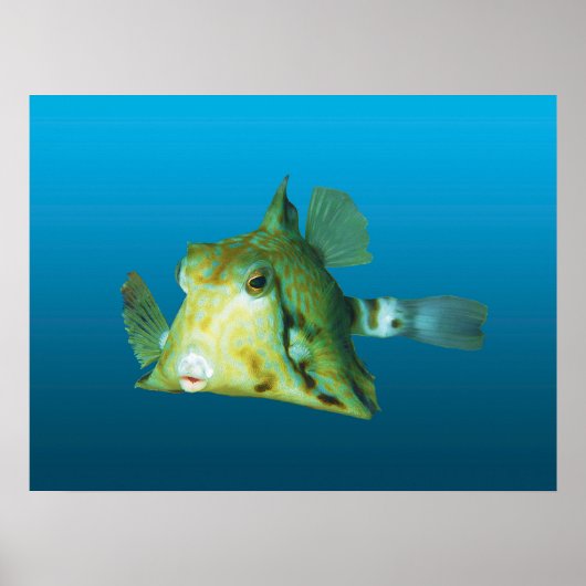 Boxfish Close-up! Verlopend blauwe achtergrond | Poster (Voorkant)
