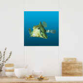 Boxfish Close-up! Verlopend blauwe achtergrond | Poster (Keuken)