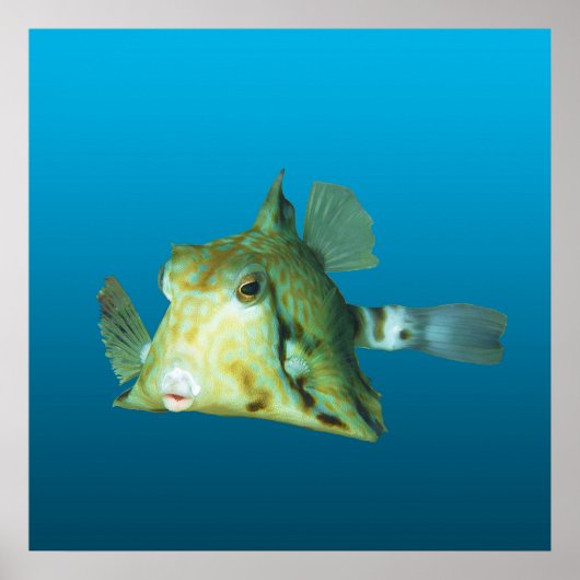 Boxfish Close-up! Verlopend blauwe achtergrond | Poster (Voorkant)